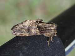 Hyperaeschrella nigribasis