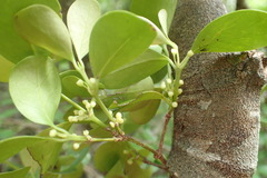 Peponidium