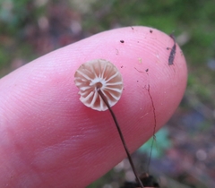 Marasmius wettsteinii