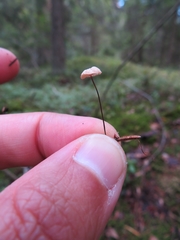 Marasmius wettsteinii