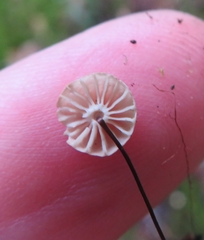 Marasmius wettsteinii