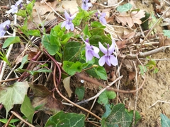 Viola reichenbachiana
