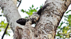 Ctenosaura oedirhina