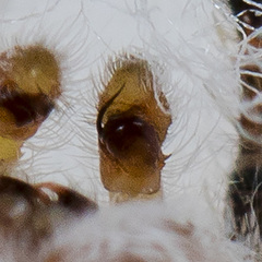 Pseudomogrus zhilgaensis