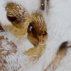 Pseudomogrus zhilgaensis