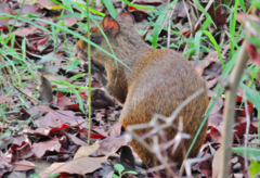 Dasyprocta ruatanica