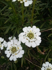 Iberis