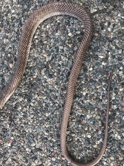 Masticophis flagellum