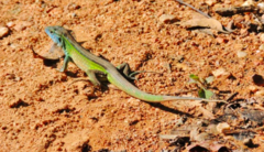Cnemidophorus ruatanus