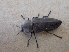 Merimna atrata