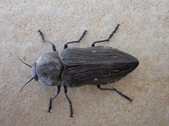 Merimna atrata
