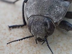 Merimna atrata