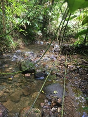 Calamus moti