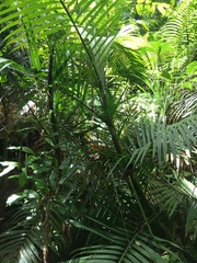 Calamus moti