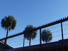 Jubaea chilensis