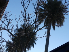 Jubaea chilensis