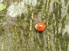 Harmonia axyridis