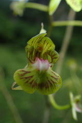 Eulophia calcarata image