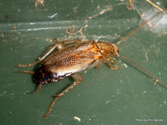 Parellipsidion latipenne