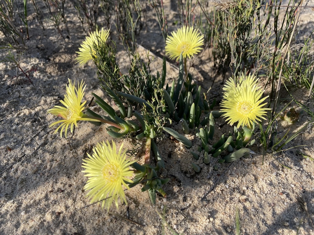 Thong Starfig