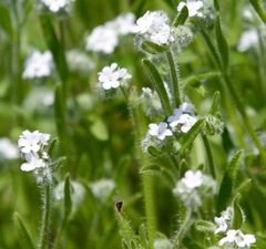 Plagiobothrys collinus californicus