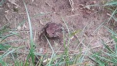 Bufo bufo