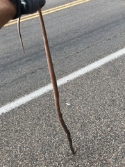 Masticophis flagellum
