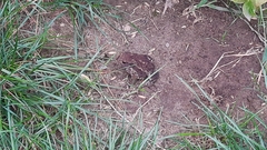 Bufo bufo