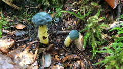 Leotia viscosa
