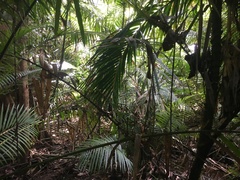 Calamus moti