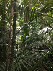 Calamus moti