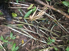 Calamus moti