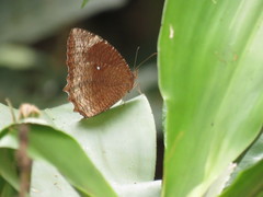 Elymnias hypermnestra beatrice