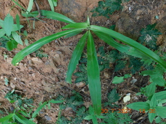 Hymenocallis acutifolia