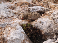 Sterna dougallii dougallii