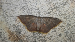 Pseudhyria rubra