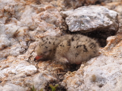 Sterna dougallii dougallii