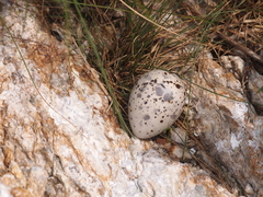 Sterna dougallii dougallii