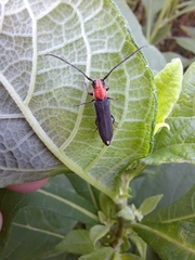 Dylobolus rotundicollis
