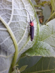 Dylobolus rotundicollis