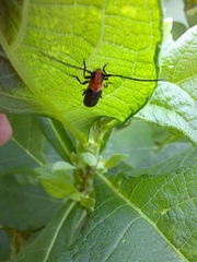 Dylobolus rotundicollis