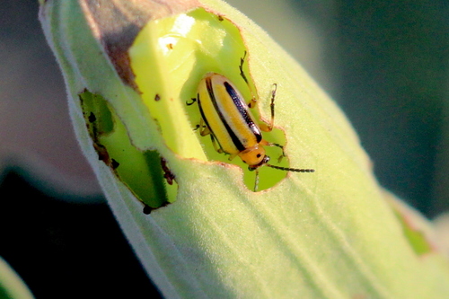 photo of Three-lined Potato Beetle (Lema daturaphila)