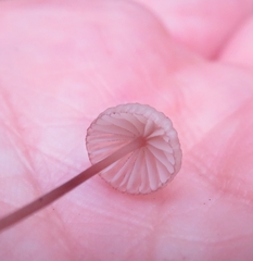 Mycena rubromarginata