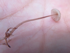 Mycena rubromarginata