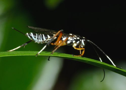Lemon Tree Borer Parasitoid Wasp photo 5