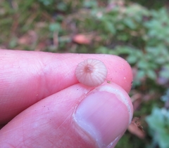 Mycena rubromarginata