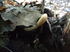 Trichoderma alutaceum