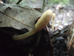 Trichoderma alutaceum