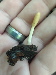 Trichoderma alutaceum