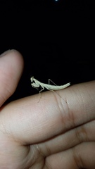 Litaneutria ocularis